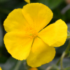 Helianthemum Sterntaler - Abriachan Nurseries
